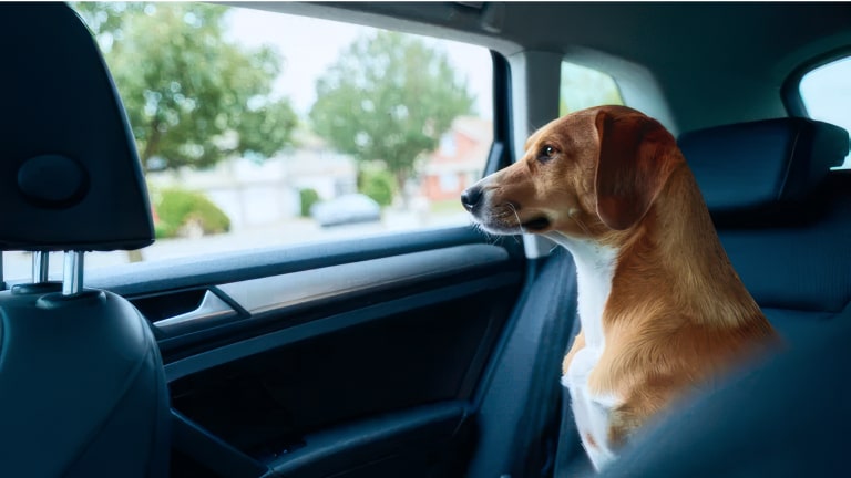 Imagen de un perro sentado en uno de los asientos traseros de un vehículo Chevrolet mientras mira por la ventana.